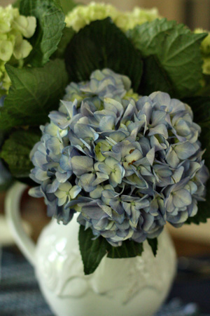 Hydrangeasw