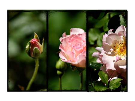 RosesTriptychw