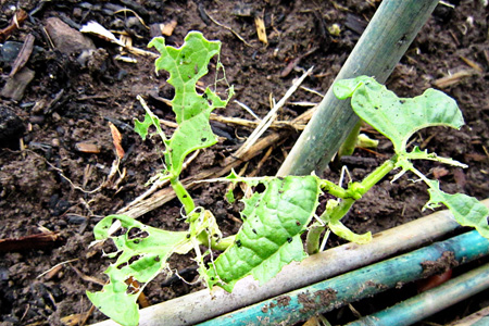 Slugs&Beansw