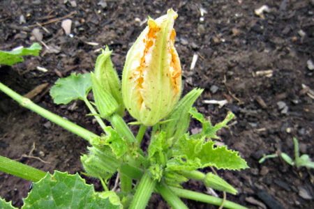 ZuchinniBlossomw