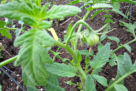FirstTomatow