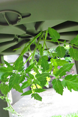 HangingTomatoesw