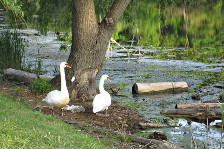 Swans1w
