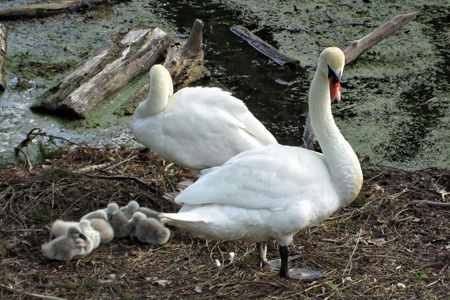 Swans2w
