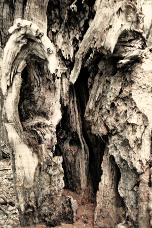 TreeTrunkw