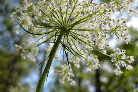 LaceFlowerw