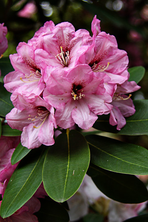 Azalea1w