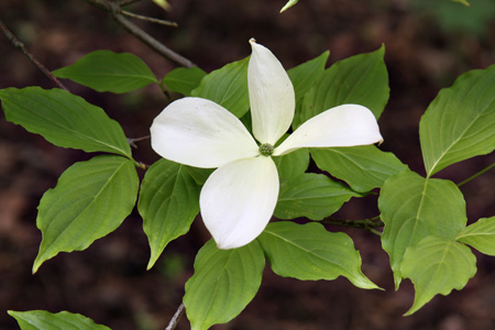 Dogwoodw