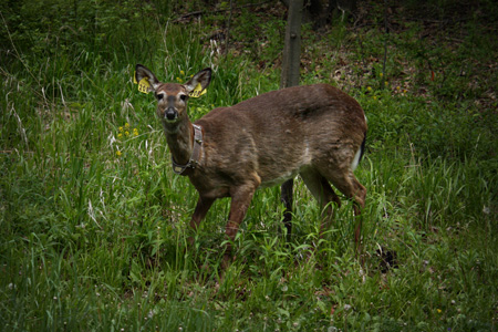 Deerw