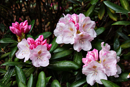 Azalea2w