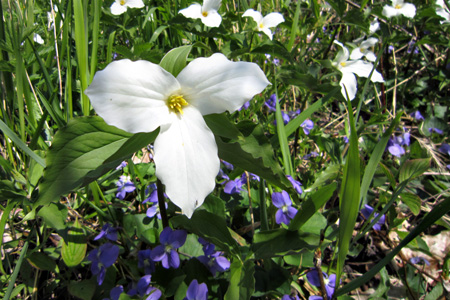 Trilliumw