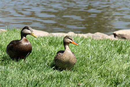 Ducks2w