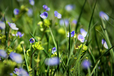 GrassAtYourFeet1w