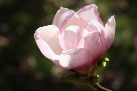 SoftFocus1w