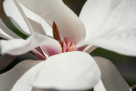 MagnoiaD&Sw