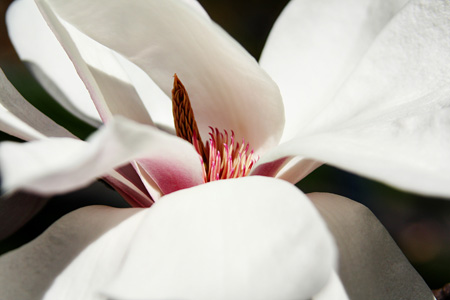 MagnoliaFreshColorw