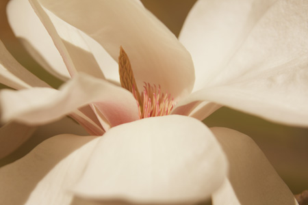 MagnoliaSunshinew
