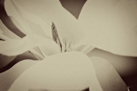 MagnoliaVintagew