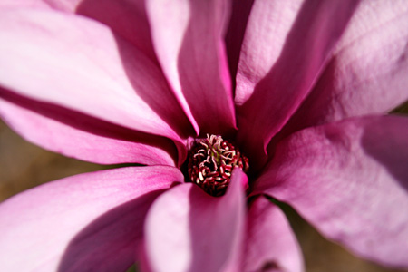 PinkMagnoliaw