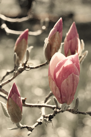 MagnoliaBudsColorizew