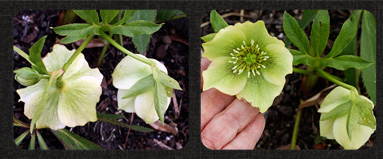HeleborisDiptychw