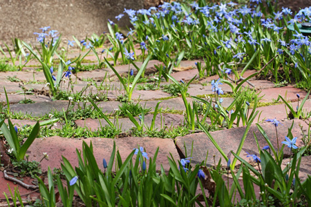 BlueFlowerWalkw