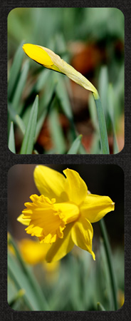 DaffodilDiptychw