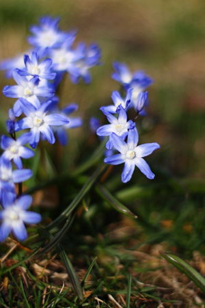 PurpleFlowers1w