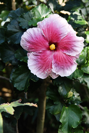 Hibiscus2w