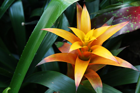 YellowFlower1w