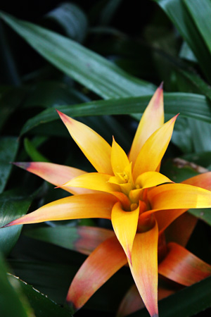 YellowFlower2w