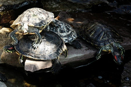 Turtles2w