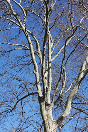 Treew