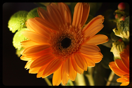 FlowersLightw