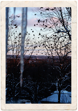 Birds