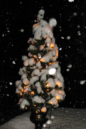 SnowyPatioTreew