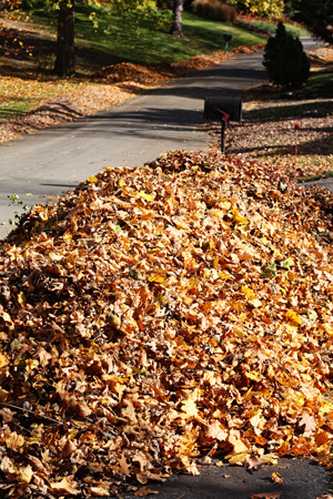 LeafPilew