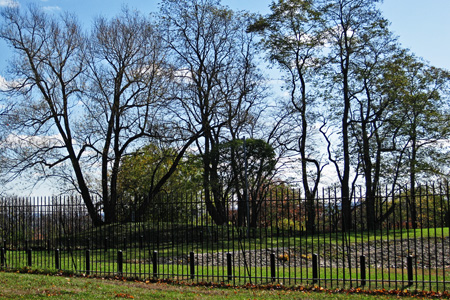 Treesw