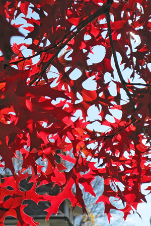 RedLeaves1w