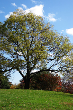 Treew