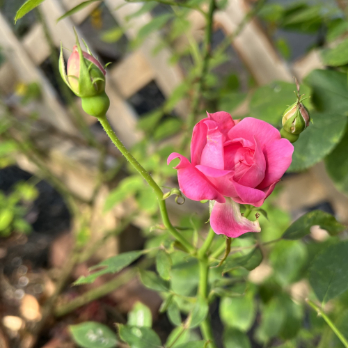 APlantWithThorns
