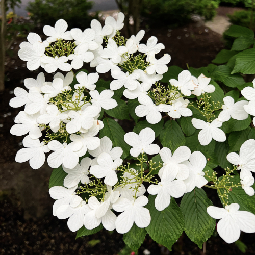 WhiteFlowers