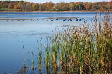 Pond1w