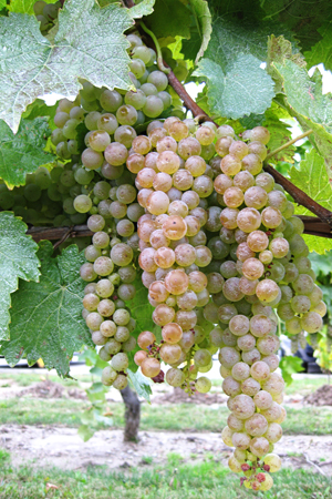 WhiteGrapesClusterw