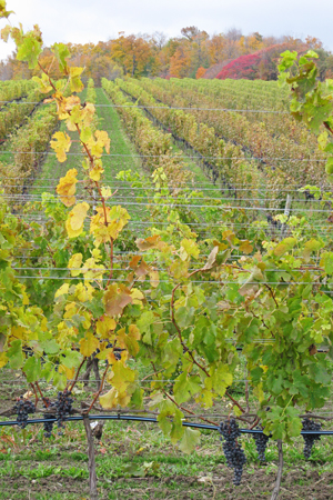 GrapeVinesw