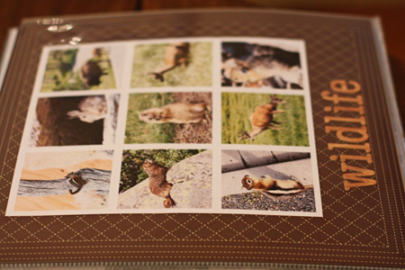 WildlifeLOw