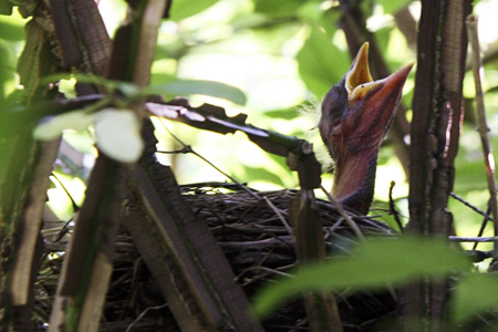 BabyRobinw