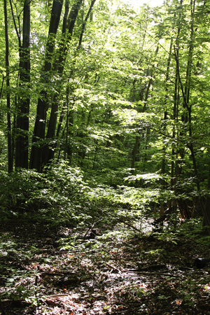 Greenery2w