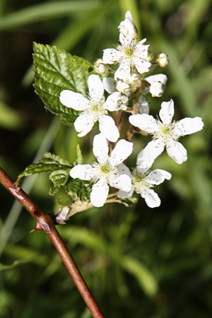 WhiteFlowersw
