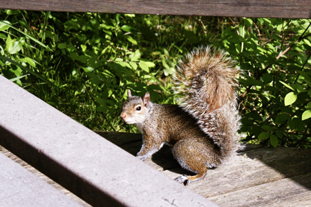 Squirrelw
